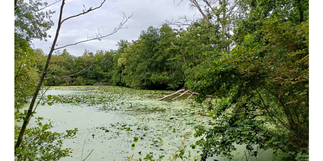 Blaasveldbroek